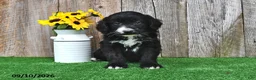Mini Aussiedoodle dogs for sale: Jasper - Ad 3