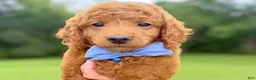 Mini Goldendoodle dogs for sale: Rafael - Ad 1