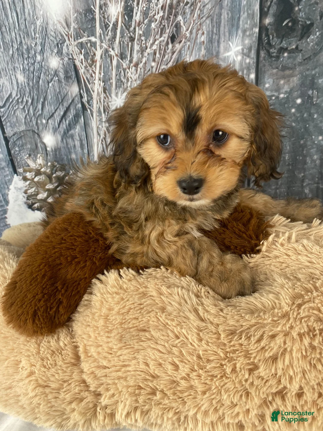 Cavapoo dogs for sale: Tilly - Ad 1