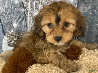 Cavapoo dogs Tilly - Ad 4