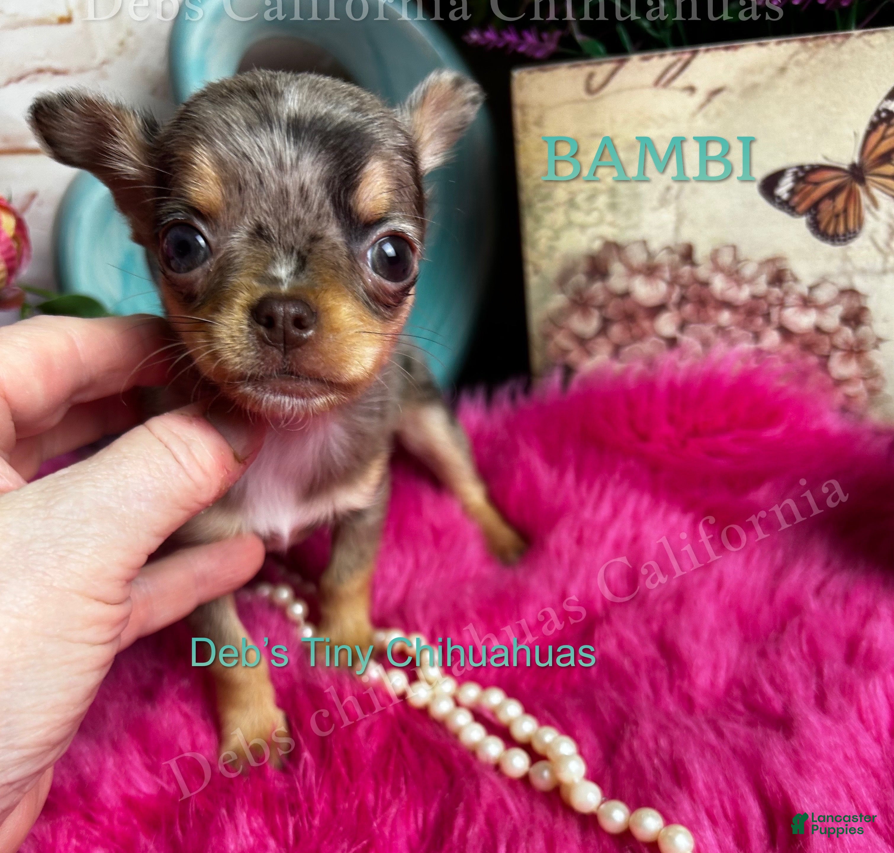 Chihuahua dogs Tiny AURORA ( BAMBI)   - Ad 2