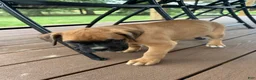 Boxer dogs for sale: Chico - Ad 6