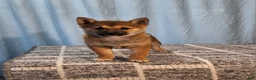 Shiba Inu dogs for sale: Paula  - Ad 2