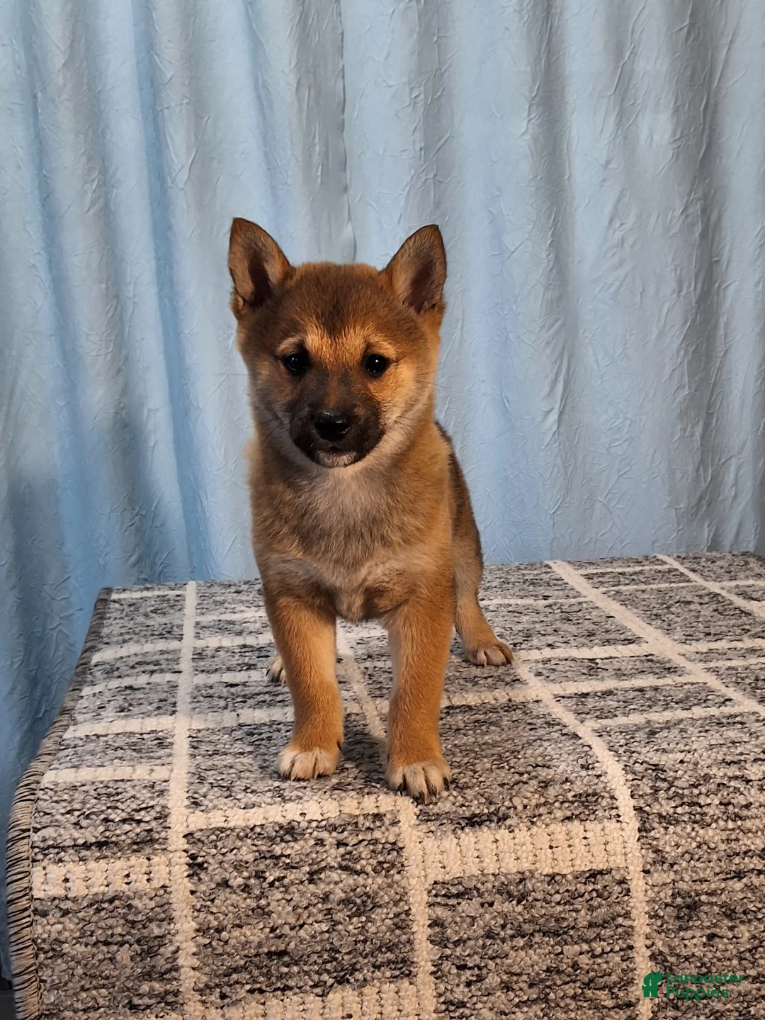 Shiba Inu dogs for sale: Paula  - Ad 2