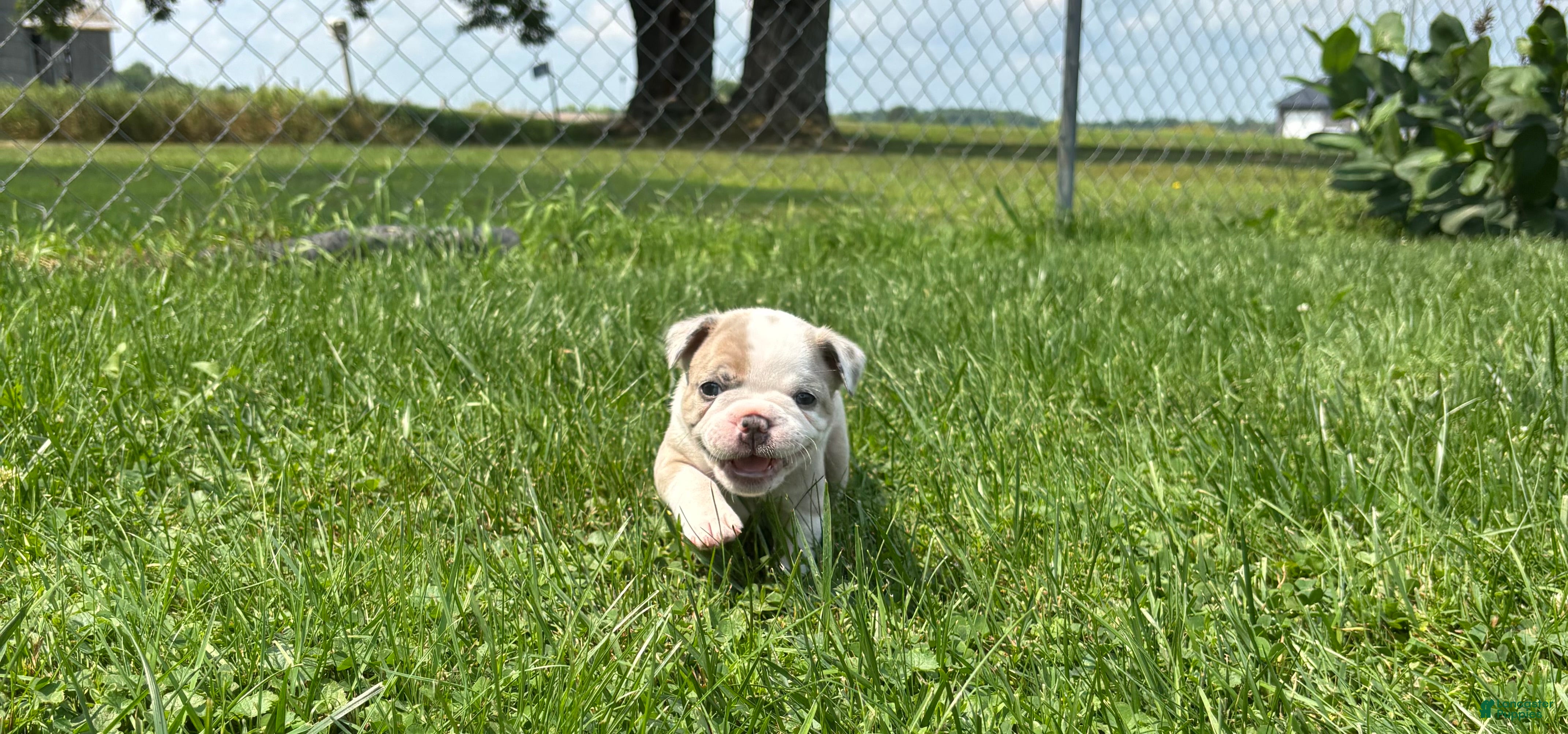 Frenchton dogs Kit - Ad 1