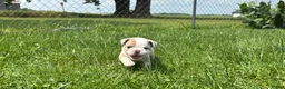 Frenchton dogs for sale: Kit - Ad 1