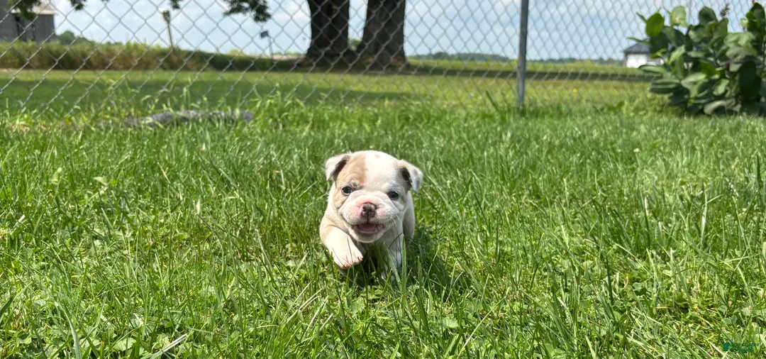 Frenchton dogs for sale: Kit - Ad 1
