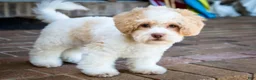 Shihpoo dogs for sale: Sullivan - Ad 7