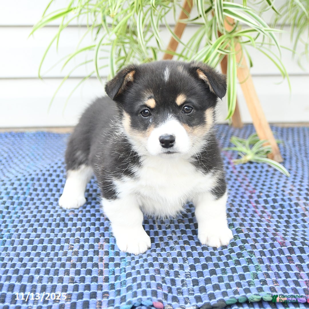 Welsh Corgi Pembroke dogs for sale: Sharlene - Ad 6