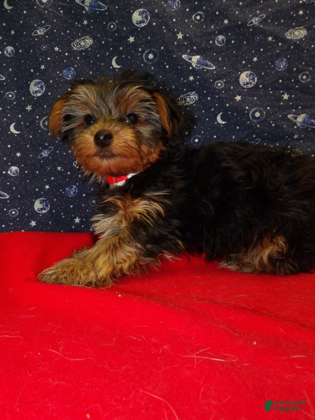 Yorkshire Terrier dogs for sale: Jade - Ad 1