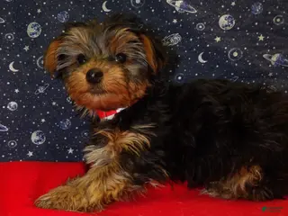 Yorkshire Terrier dogs Jade - Ad 29
