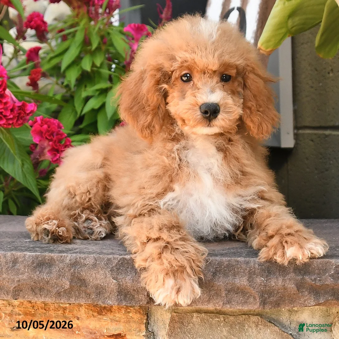 Cockapoo dogs for sale: Oakley - Ad 2