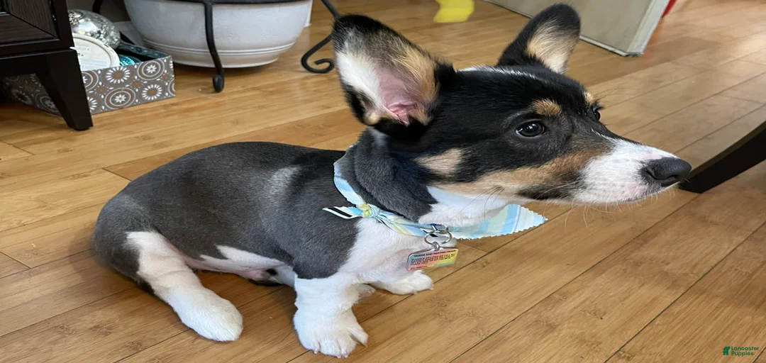 Gallery Image {{count}}