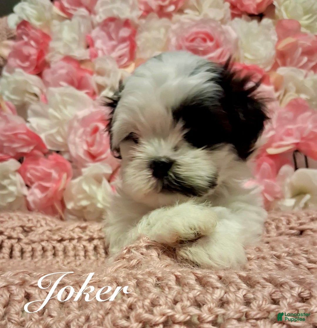 Shih Tzu dogs for sale: Spade - Ad 5