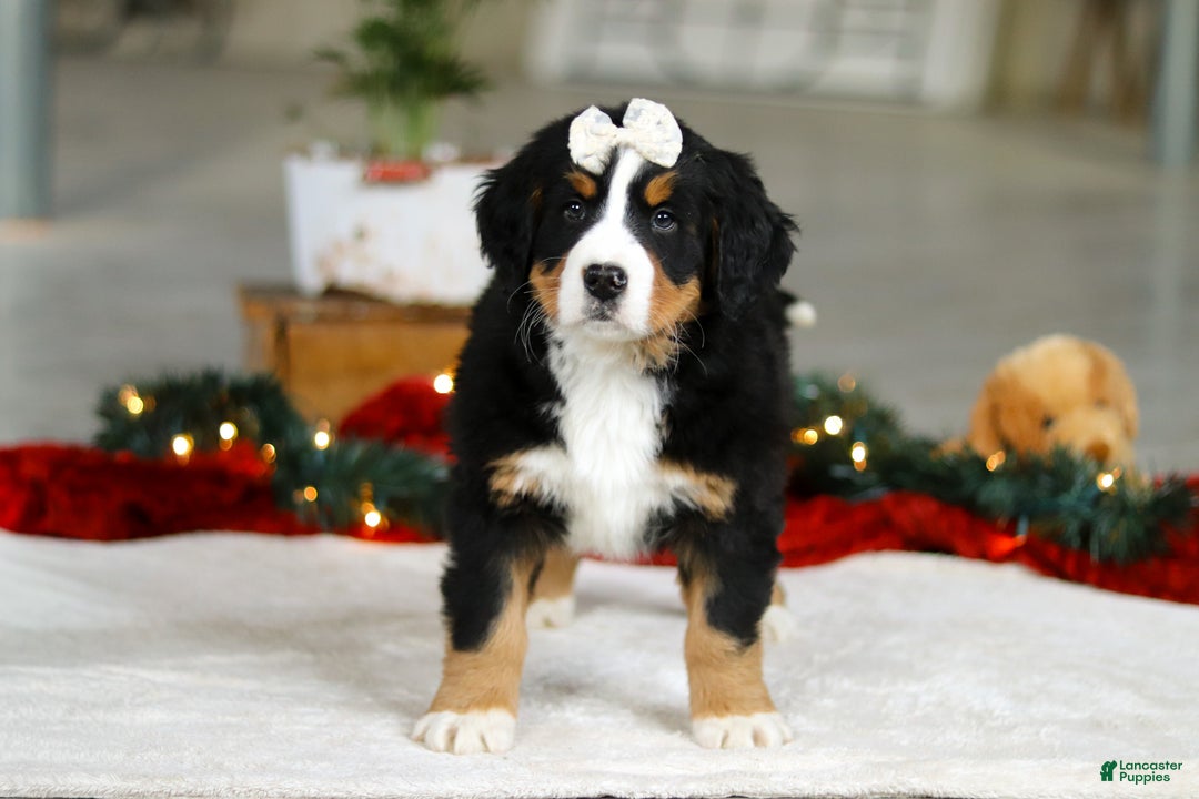 Bernese Mountain Dog dogs for sale: Karly - Ad 5