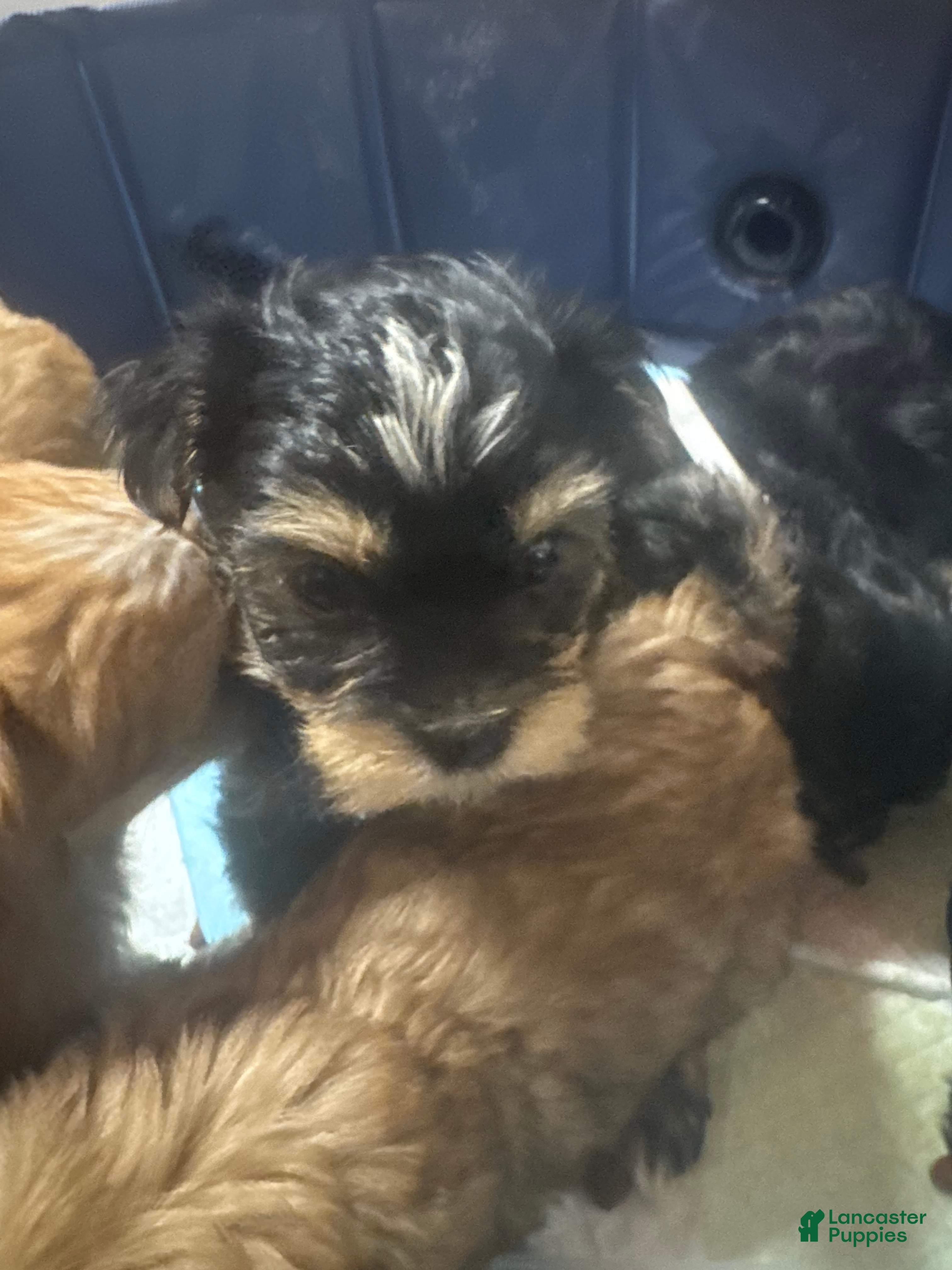 Mixed Breed dogs Gordo - Ad 1
