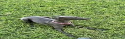 Italian Greyhound dogs for sale: Austin - Ad 9