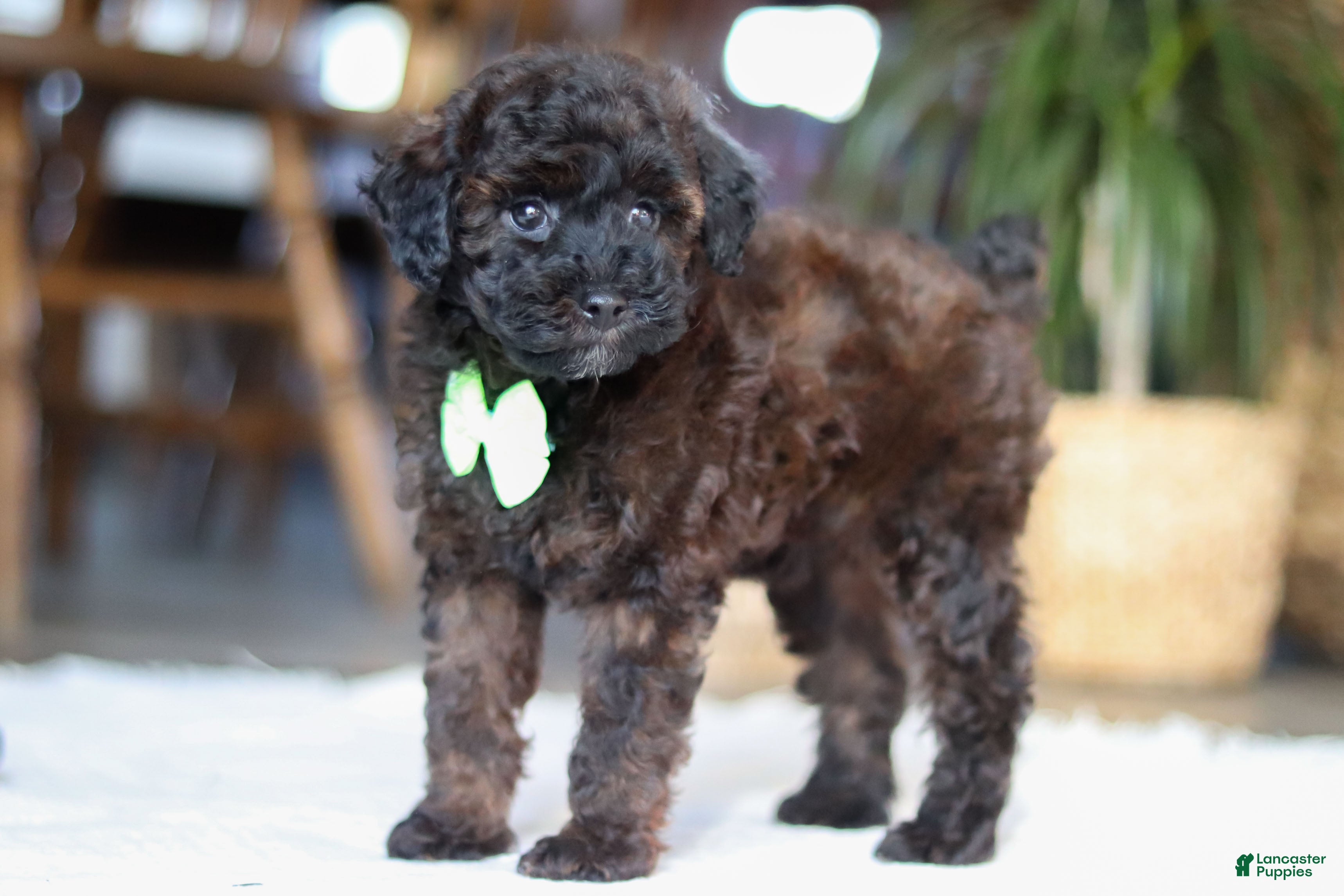 Miniature Poodle dogs Sprout - Ad 2