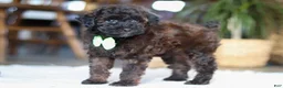 Miniature Poodle dogs for sale: Sprout - Ad 2