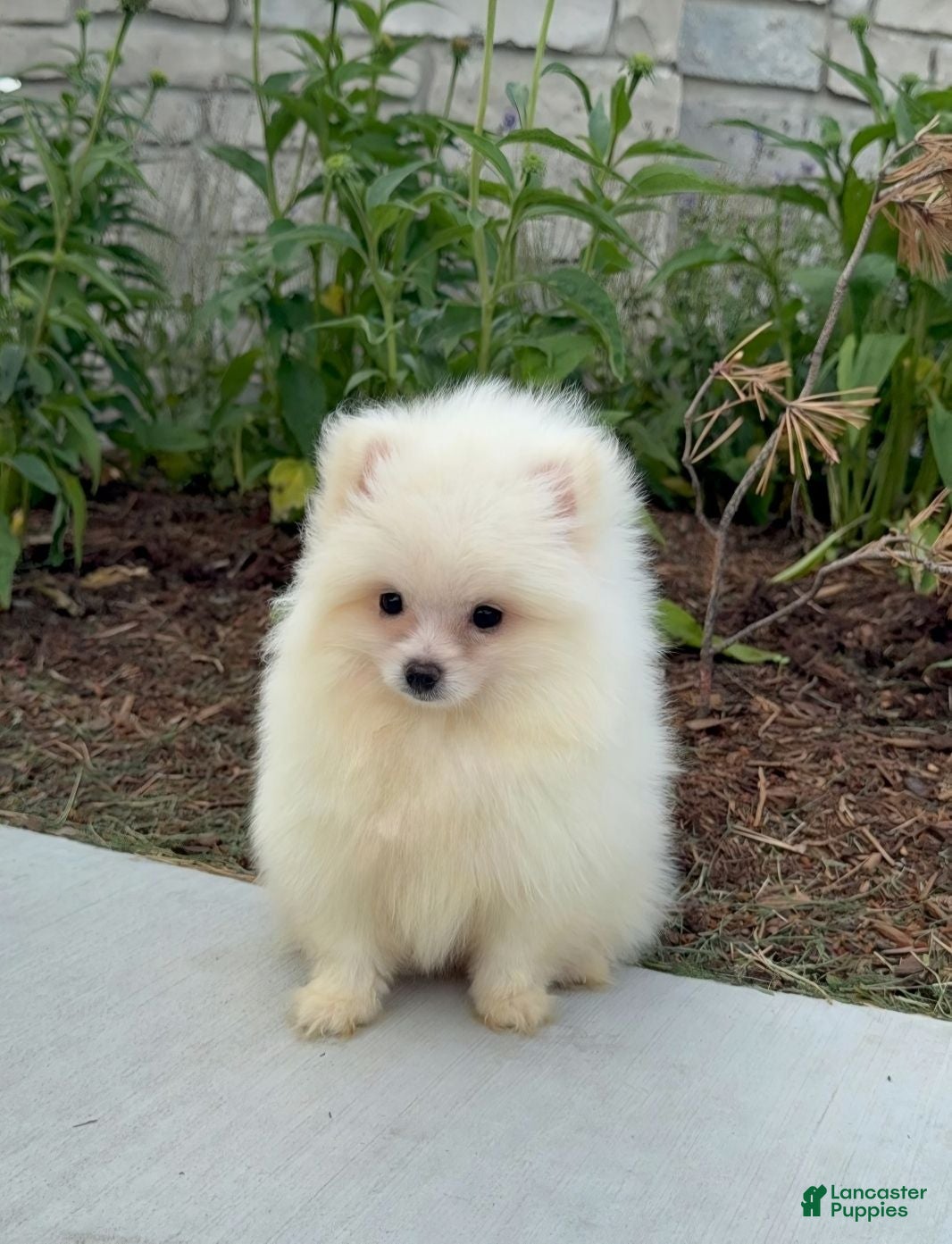 Pomeranian dogs Pomeranian Puppy female Zoey  - Ad 26