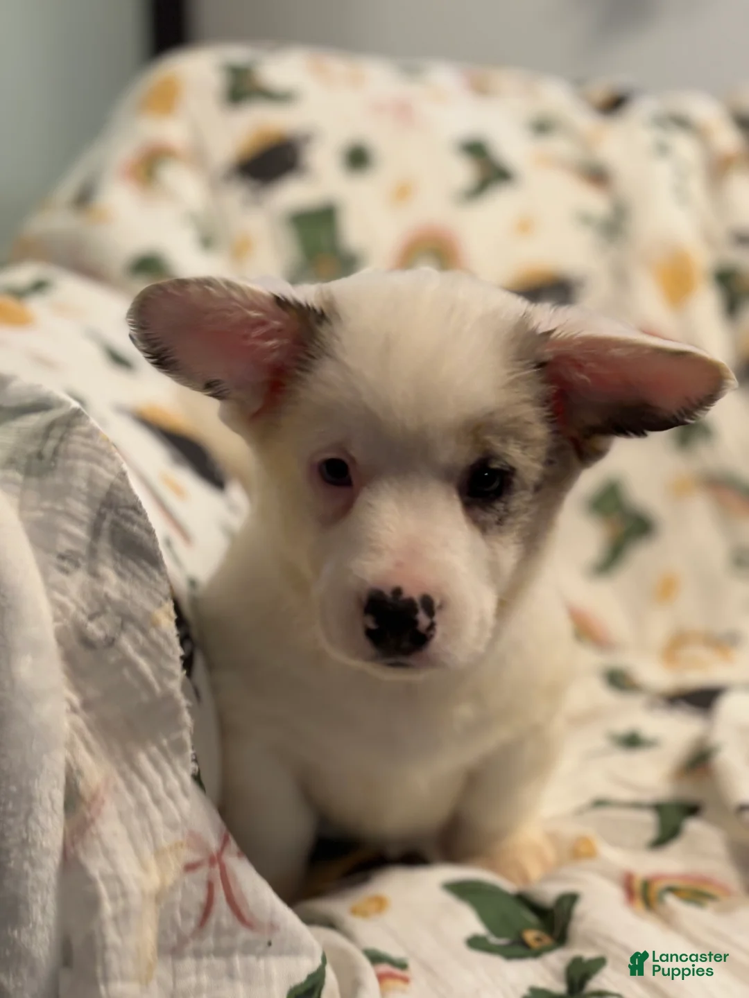 Mixed Breed dogs for sale: Bear - Ad 1