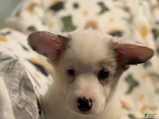 Mixed Breed dogs Bear - Ad 7