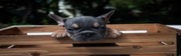 French Bulldog dogs for sale: LilBoy - Ad 6