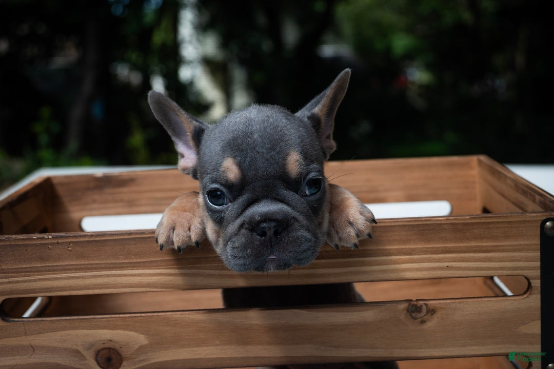 French Bulldog dogs for sale: LilBoy - Ad 6
