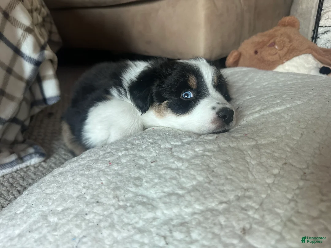 Australian Shepherd dogs for sale: Maple - Ad 3