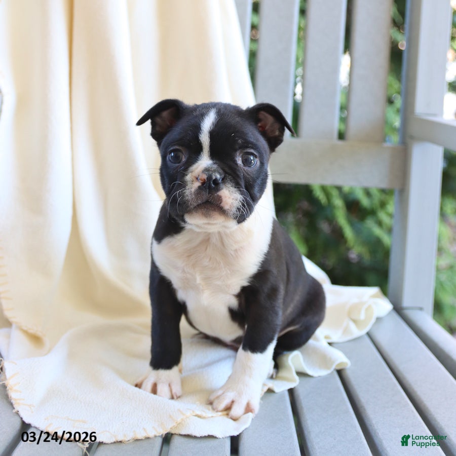 Boston Terrier dogs Cooper - Ad 2