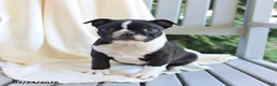Boston Terrier dogs for sale: Cooper - Ad 2