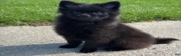 Pomeranian dogs for sale: Nala - Ad 2