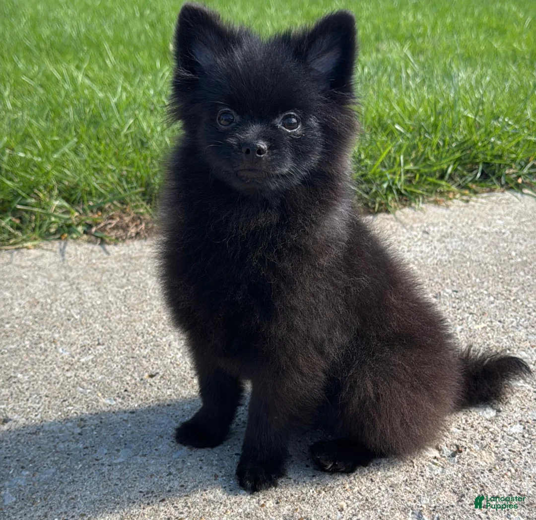 Pomeranian dogs for sale: Nala - Ad 2