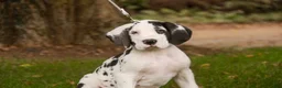 Great Dane dogs for sale: Carmen Great Dane  - Ad 5