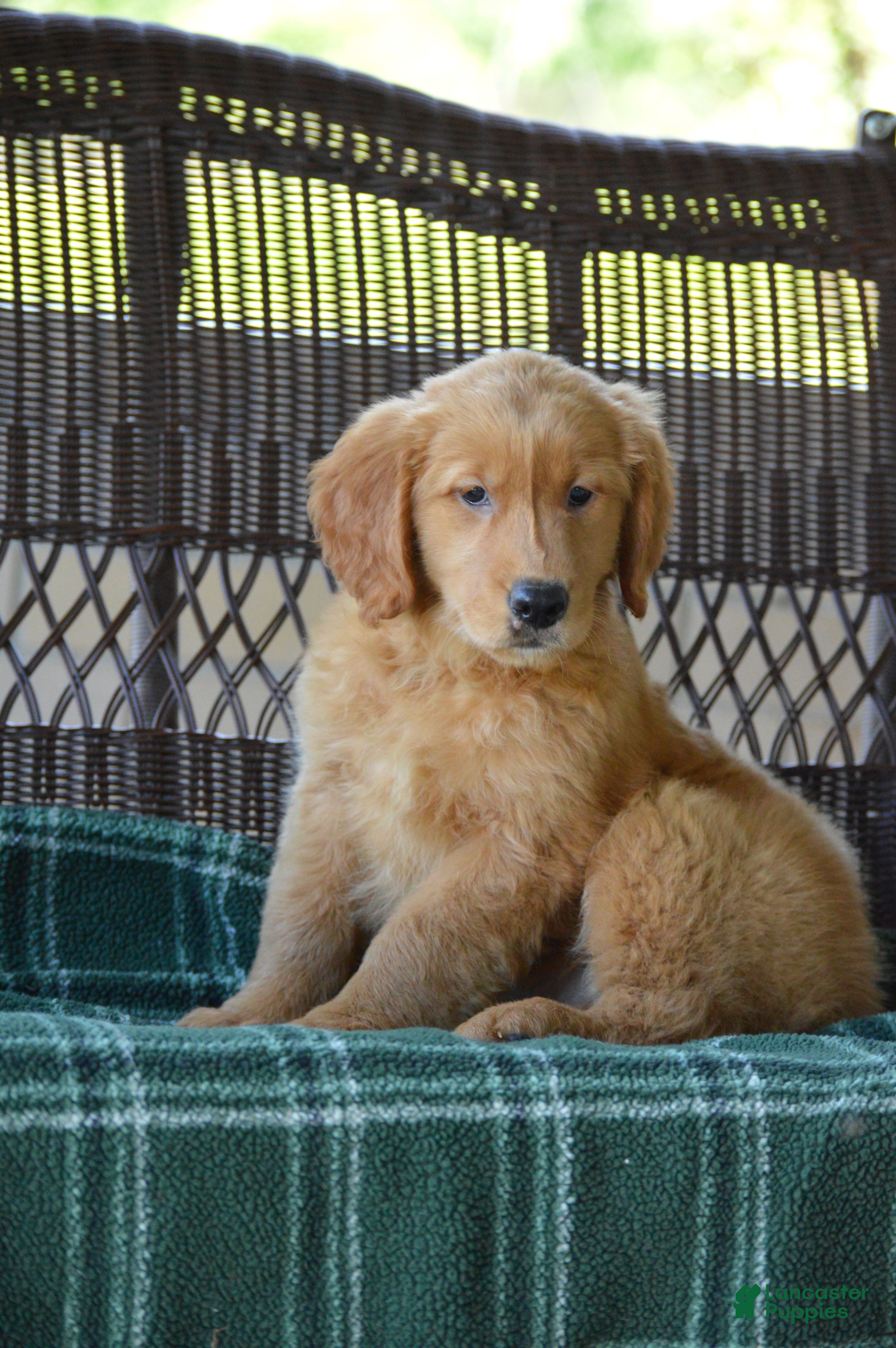 Golden Retriever dogs Ellie - Ad 2