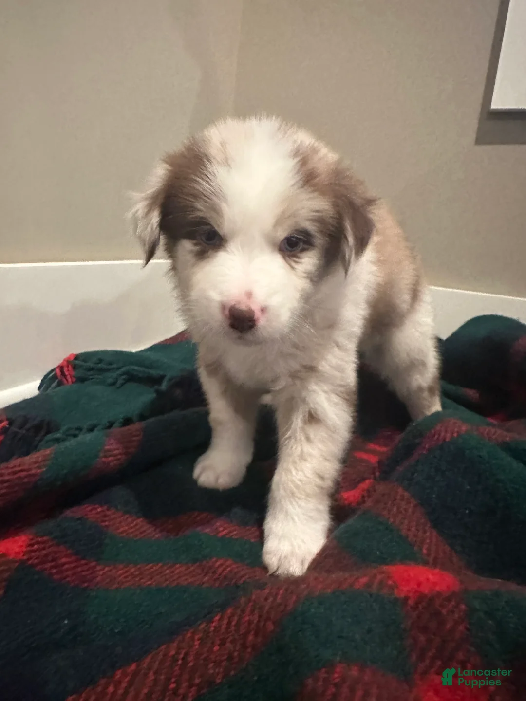 Miniature Australian Shepherd dogs for sale: Ozzie Jr. - Ad 2