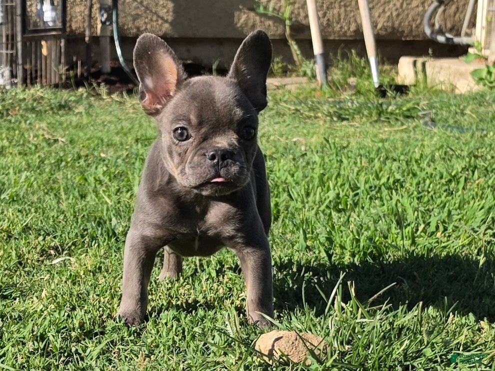 French Bulldog dogs French Bulldog 1 - Ad 1