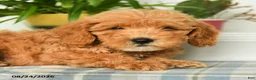Mini Goldendoodle dogs for sale: Tommy - Ad 3