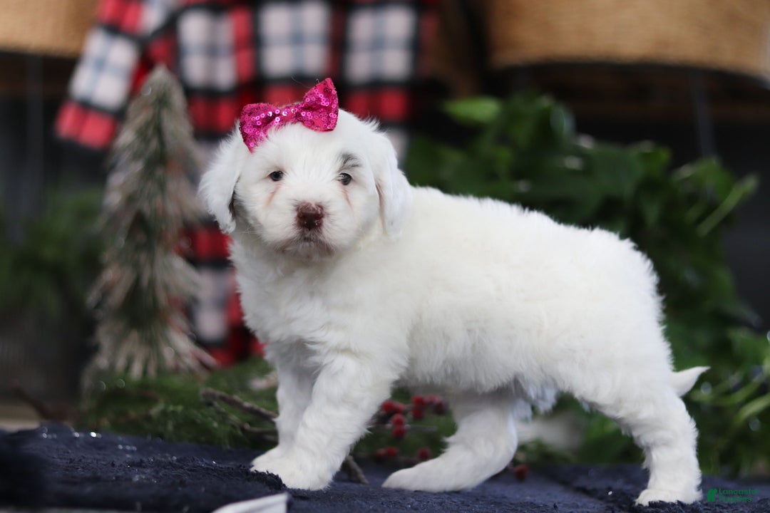 Portuguese Water Dog dogs for sale: Lucie - Ad 3