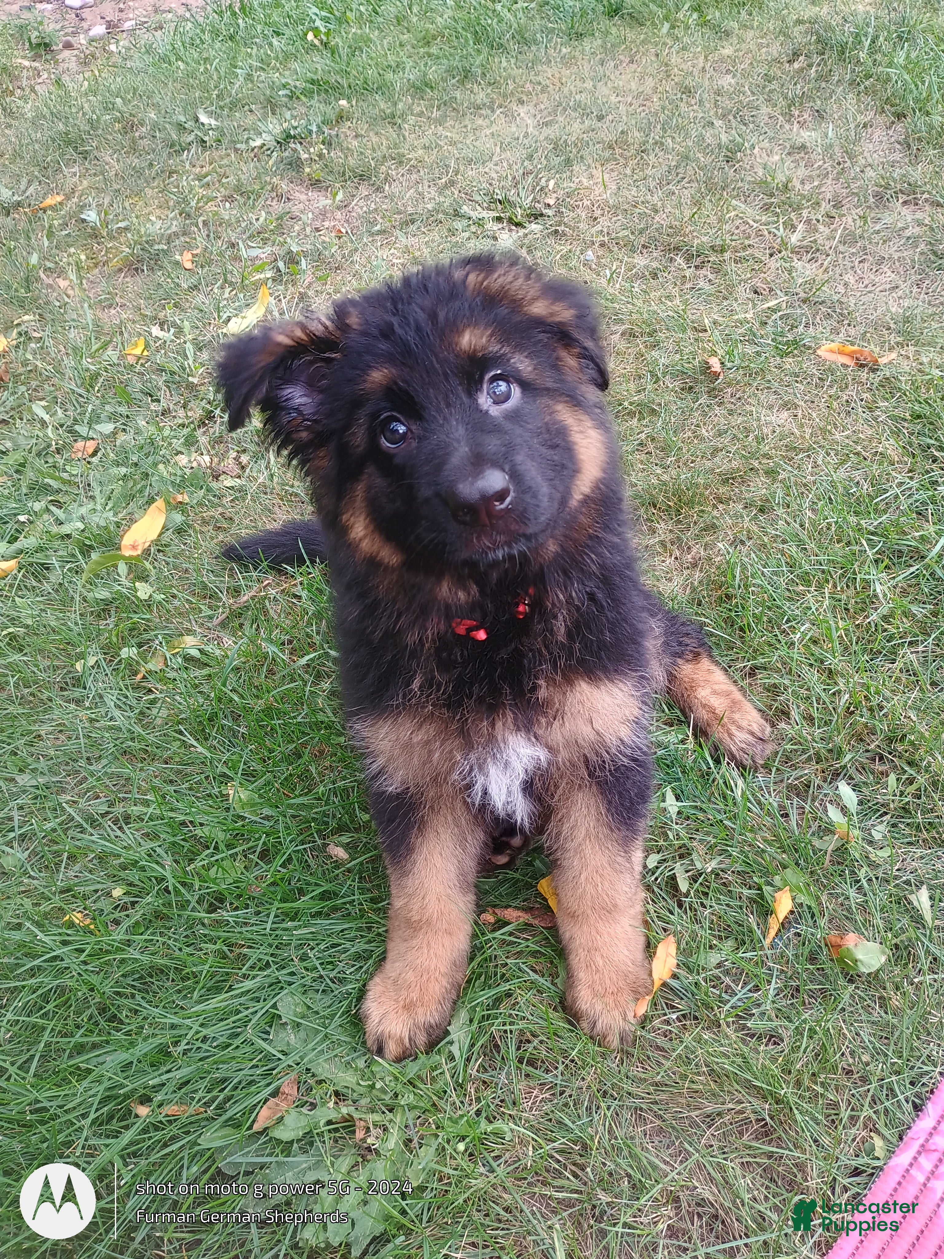 German Shepherd dogs German Shepherd 2 - Ad 17