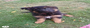 German Shepherd 2