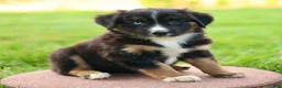 Miniature Australian Shepherd dogs for sale: Jimmy - Ad 3