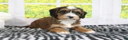 Mini Bernedoodle dogs for sale: Rhett - Ad 4