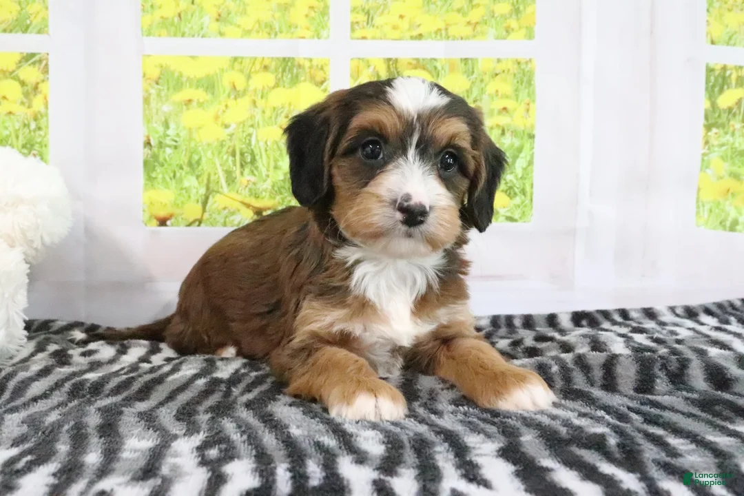 Mini Bernedoodle dogs for sale: Rhett - Ad 4