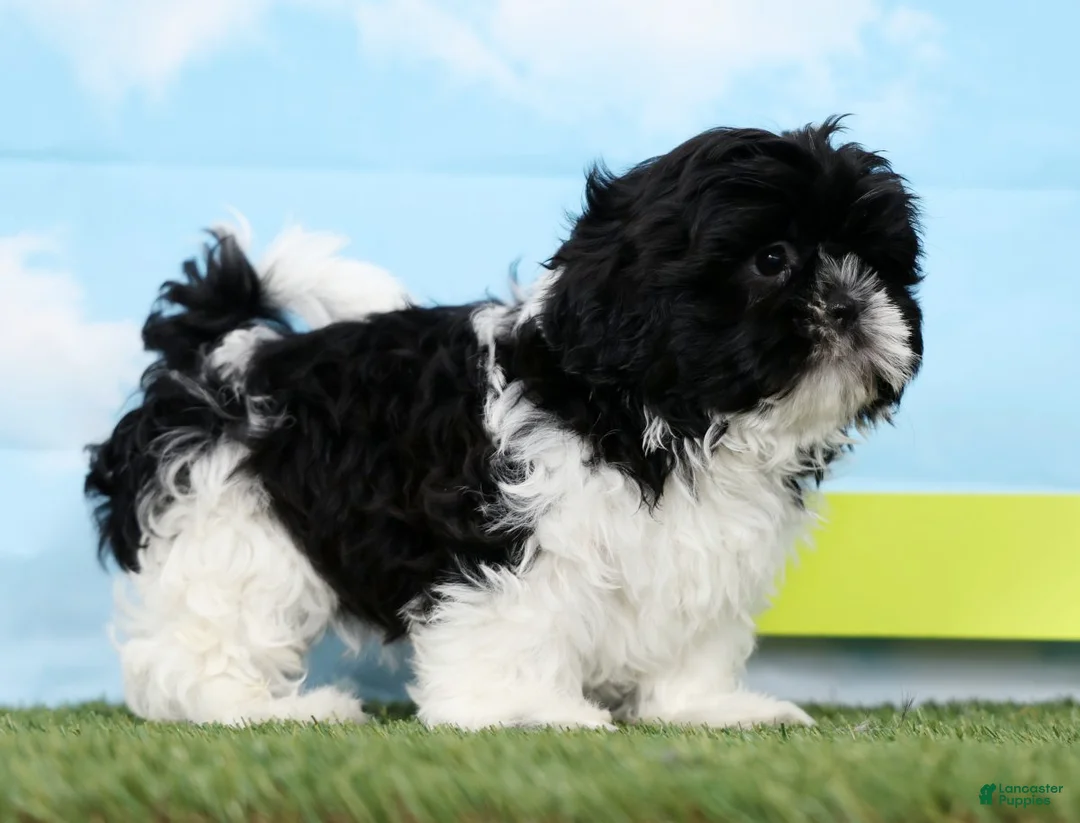 Shih Tzu dogs for sale: Stella - Ad 5