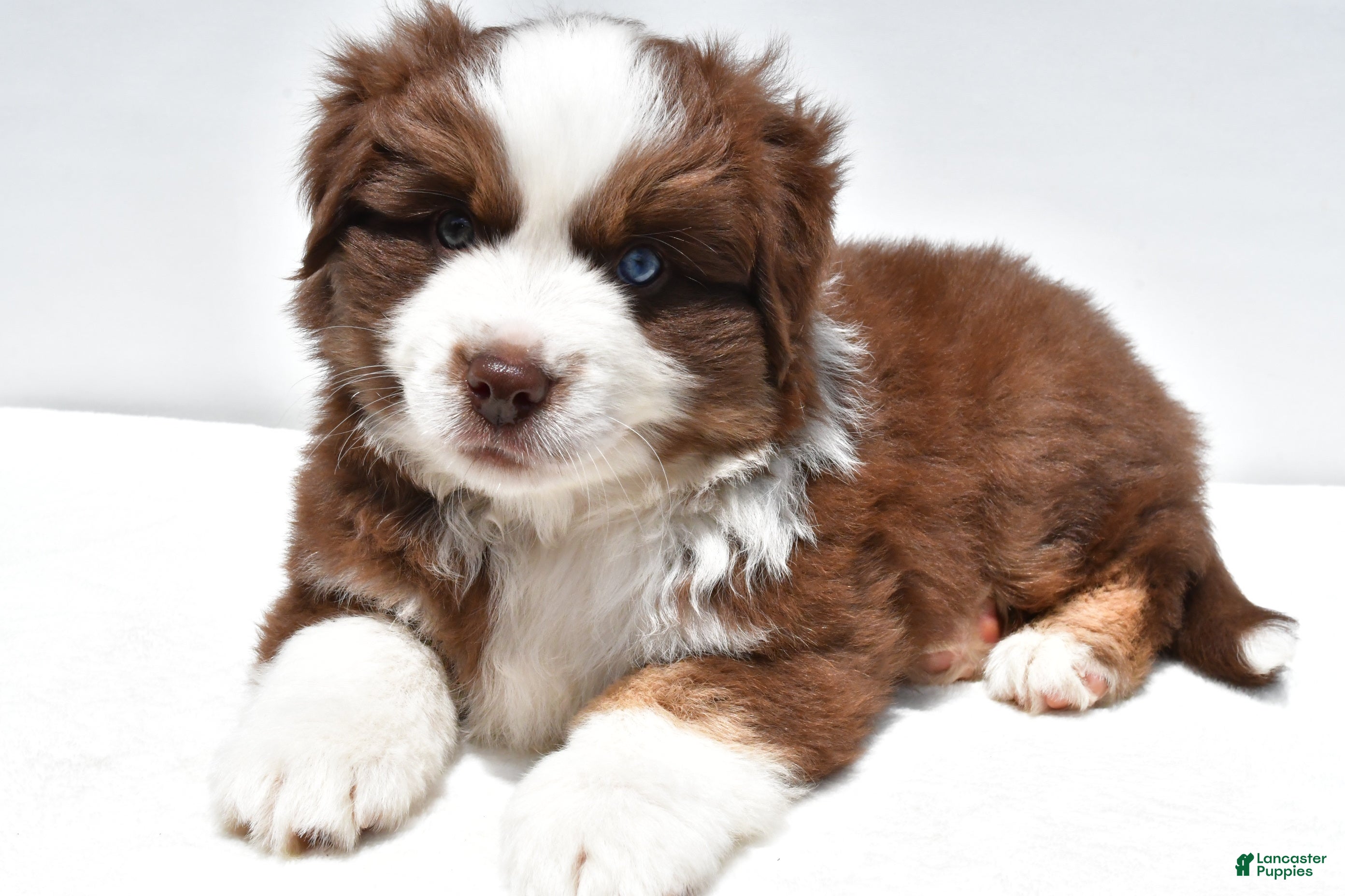 Miniature Australian Shepherd dogs Chandler - Ad 1