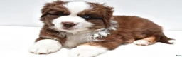 Miniature Australian Shepherd dogs for sale: Chandler - Ad 1
