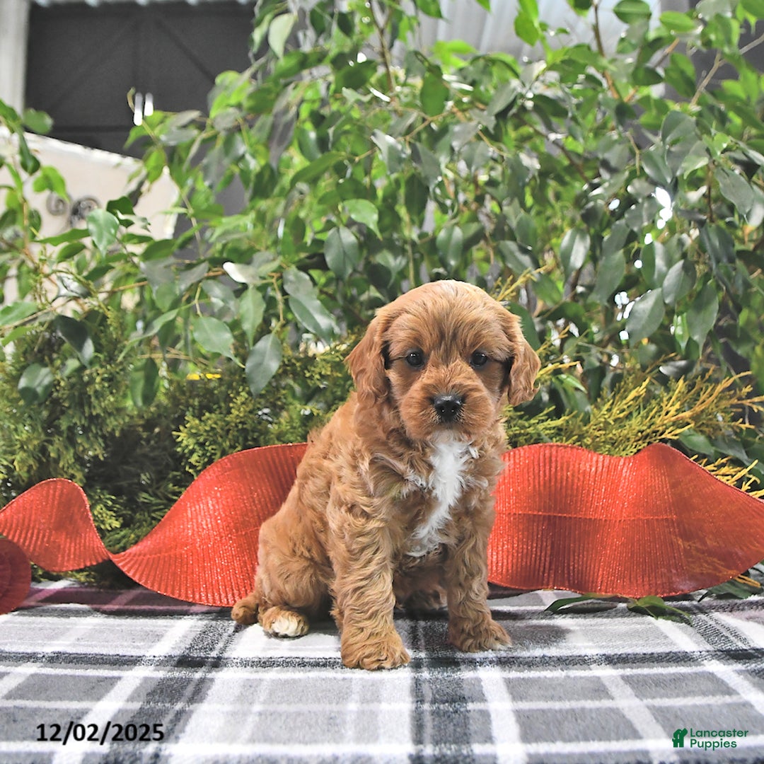 Cavapoo dogs for sale: Cinnamon - Ad 2