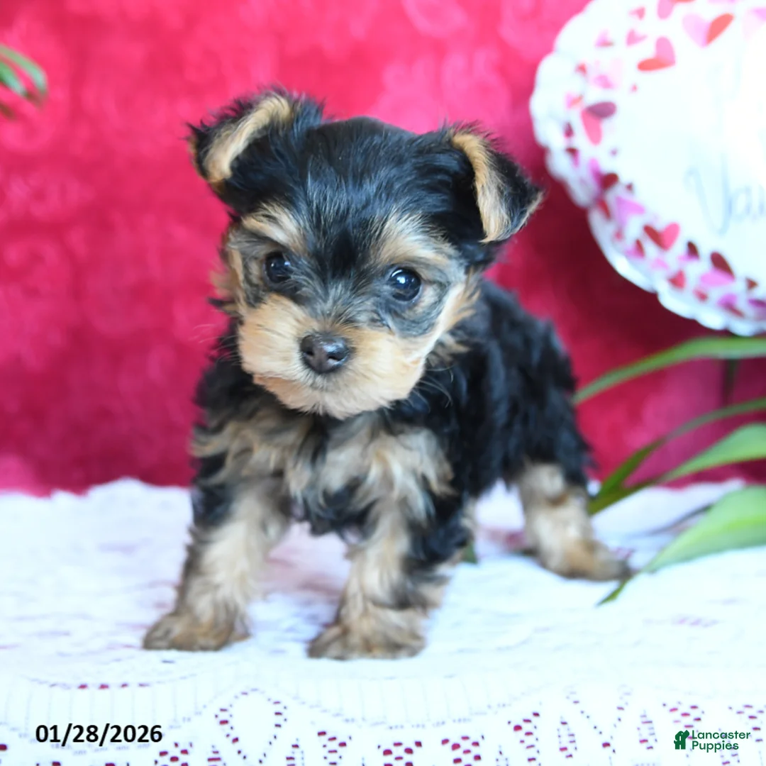 Yorkshire Terrier dogs for sale: Sharon - Ad 4
