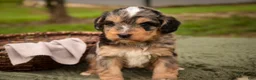Mini Bernedoodle dogs for sale: Cornell F1 Mini Bernedoodle  - Ad 3